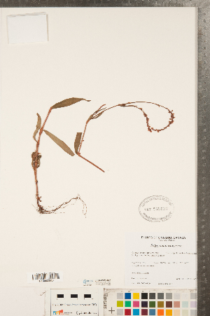  (Persicaria careyi - CCDB-23122-D07)  @11 [ ] Copyright (2015) Deb Metsger Royal Ontario Museum