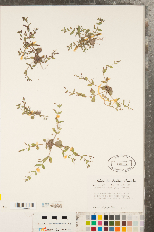  (Lindernia dubia - CCDB-23122-A10)  @11 [ ] Copyright (2015) Deb Metsger Royal Ontario Museum