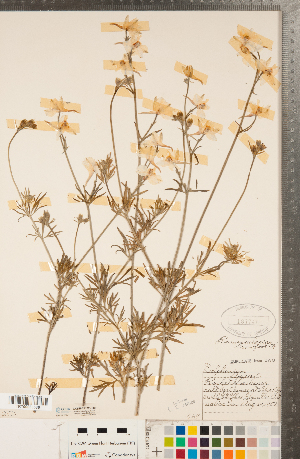  ( - CCDB-23122-C12)  @11 [ ] Copyright (2015) Deb Metsger Royal Ontario Museum