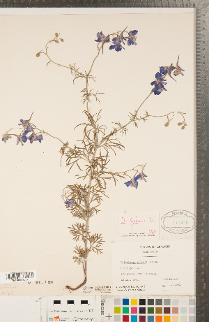  ( - CCDB-23122-B12)  @11 [ ] Copyright (2015) Deb Metsger Royal Ontario Museum