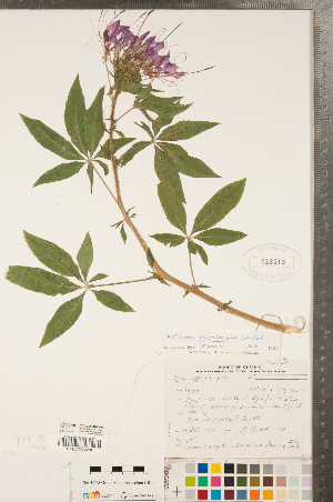  (Tarenaya hassleriana - CCDB-23324-F04)  @11 [ ] Copyright (2015) Deb Metsger Royal Ontario Museum