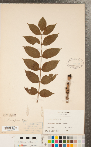  ( - CCDB-23324-G08)  @11 [ ] Copyright (2015) Deb Metsger Royal Ontario Museum
