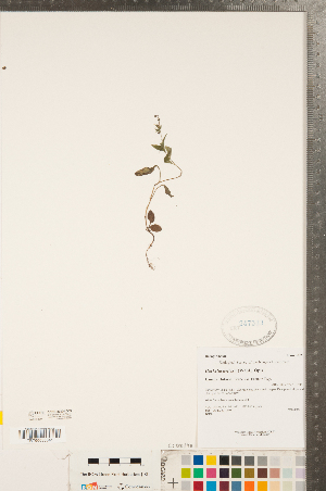  (Hackelia deflexa - CCDB-23324-G09)  @11 [ ] Copyright (2015) Deb Metsger Royal Ontario Museum