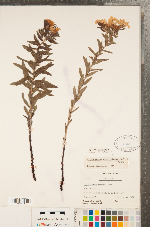  (Lithospermum caroliniense - CCDB-23324-G10)  @11 [ ] Copyright (2015) Deb Metsger Royal Ontario Museum