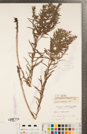  ( - CCDB-23324-D10)  @11 [ ] Copyright (2015) Deb Metsger Royal Ontario Museum