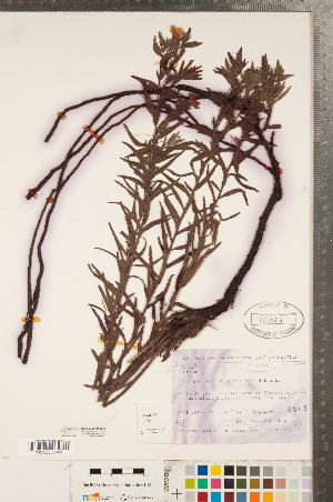  ( - CCDB-23324-C10)  @11 [ ] Copyright (2015) Deb Metsger Royal Ontario Museum