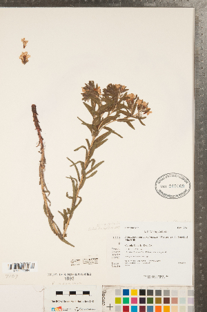  ( - CCDB-23324-A10)  @11 [ ] Copyright (2015) Deb Metsger Royal Ontario Museum