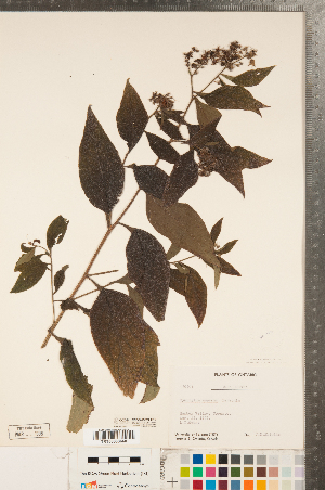  ( - CCDB-23324-G12)  @11 [ ] Copyright (2015) Deb Metsger Royal Ontario Museum