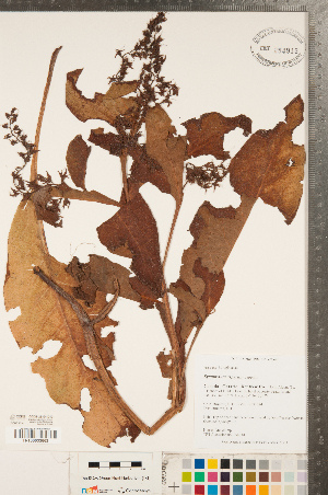  ( - CCDB-23324-D12)  @11 [ ] Copyright (2015) Deb Metsger Royal Ontario Museum