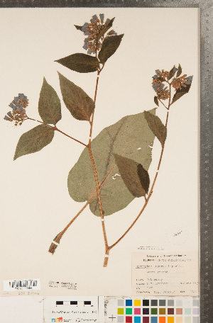  ( - CCDB-23324-C12)  @11 [ ] Copyright (2015) Deb Metsger Royal Ontario Museum
