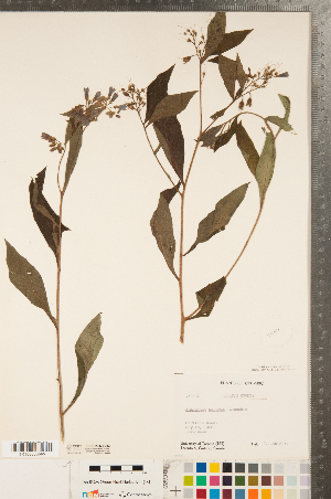  ( - CCDB-23324-B12)  @11 [ ] Copyright (2015) Deb Metsger Royal Ontario Museum