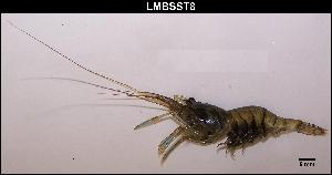  ( - LMBSST1-001)  @11 [ ] Unspecified (default): All Rights Reserved  Unspecified Unspecified