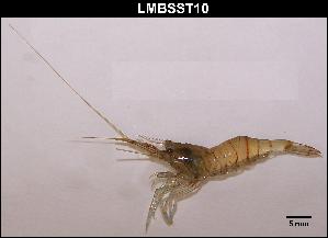  ( - LMBSST2-001)  @11 [ ] Unspecified (default): All Rights Reserved  Unspecified Unspecified