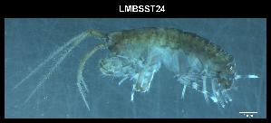  ( - LMBSST11-001)  @11 [ ] Unspecified (default): All Rights Reserved  Unspecified Unspecified