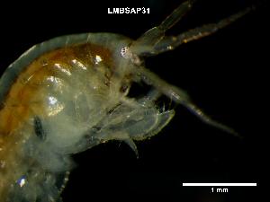  ( - LMBSAP14-001)  @11 [ ] Unspecified (default): All Rights Reserved  Unspecified Unspecified