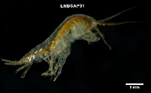  ( - LMBSAP14-001)  @11 [ ] Unspecified (default): All Rights Reserved  Unspecified Unspecified