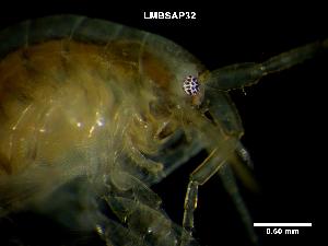  ( - LMBSAP14-002)  @11 [ ] Unspecified (default): All Rights Reserved  Unspecified Unspecified