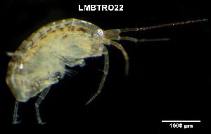  ( - LMBTRO14-003)  @11 [ ] Unspecified (default): All Rights Reserved  Unspecified Unspecified