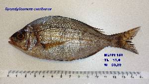  ( - MLFPI159)  @11 [ ] Unspecified (default): All Rights Reserved  Unspecified Unspecified
