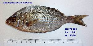  ( - MLFPI160)  @11 [ ] Unspecified (default): All Rights Reserved  Unspecified Unspecified