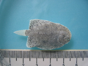  ( - MFL 1050)  @14 [ ] Unspecified (default): All Rights Reserved  Unspecified Unspecified