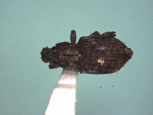  ( - MLPCU0503)  @11 [ ] Unspecified (default): All Rights Reserved  Unspecified Unspecified
