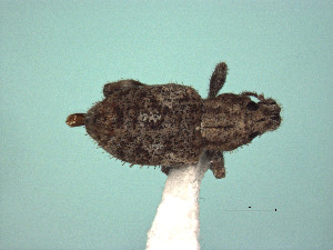  ( - MLPCU0506)  @11 [ ] Unspecified (default): All Rights Reserved  Unspecified Unspecified