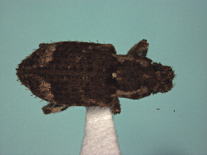  ( - MLPCU0554)  @11 [ ] Unspecified (default): All Rights Reserved  Unspecified Unspecified