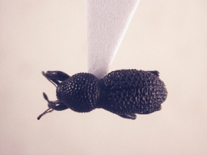  (Hyphantus sp. GD1 - MLPCU0022)  @11 [ ] Unspecified (default): All Rights Reserved  Unspecified Unspecified