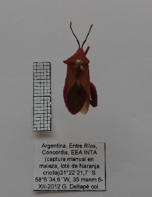  (Athaumastus haematicus - ME124)  @11 [ ] No Rights Reserved (2018) Leonela Olivera Museo de La Plata