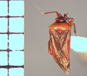  (Pachymerocerus - ME375)  @11 [ ] No Rights Reserved (2018) Eugenia Minghetti Museo de La Plata