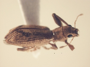  (Pandeleteius sp. AL1 - MLPCU0434)  @11 [ ] Unspecified (default): All Rights Reserved  Unspecified Unspecified
