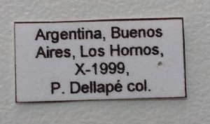  (Tenthecoris bicolor - ME368)  @11 [ ] No Rights Reserved (2018) Eugenia Minghetti Museo de La Plata