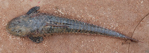  (Loricariichthys sp - CREG ECOMOL AR11-359)  @14 [ ] Copyright (2012) UNLP Universidad Nacional de La Plata