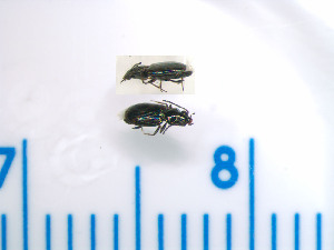 (Bembidion sp - WOL100601)  @11 [ ] Unspecified (default): All Rights Reserved  Unspecified Unspecified