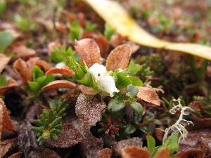  (Comarostaphylis polifolia - MLTV09)  @11 [ ] Copyright (2011) Malie Lessard-Therrien Unspecified