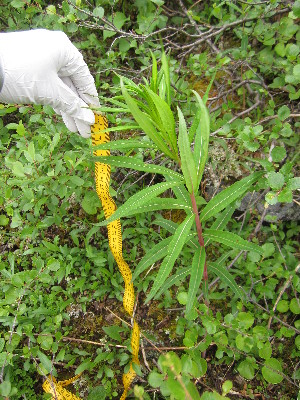  (Epilobium angustifolium - MLTV63)  @11 [ ] Copyright (2011) Malie Lessard-Therrien Unspecified