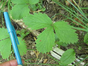  ( - MLTV74)  @11 [ ] Copyright (2011) Malie Lessard-Therrien Unspecified