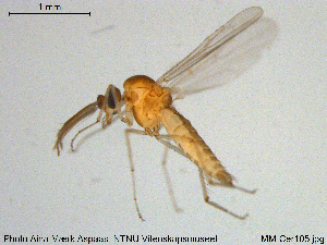  (Stilobezzia ochracea - MM-Cer105)  @13 [ ] Creative Commons  Attribution Non-Commercial Share-Alike (2020) NTNU University Museum, Department of Natural History NTNU University Museum, Department of Natural History