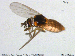  ( - MM-Cer123)  @11 [ ] Creative Commons  Attribution Non-Commercial Share-Alike (2020) NTNU University Museum, Department of Natural History NTNU University Museum, Department of Natural History