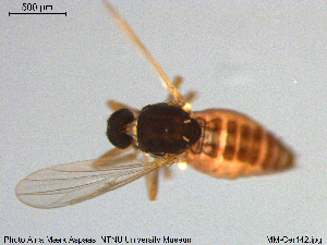  (Atrichopogon forcipatus - MM-Cer142)  @11 [ ] Creative Commons  Attribution Non-Commercial Share-Alike (2020) NTNU University Museum, Department of Natural History NTNU University Museum, Department of Natural History