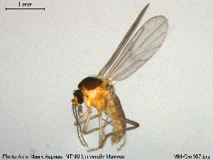  (Stilobezzia gracilis - MM-Cer167)  @11 [ ] Creative Commons  Attribution Non-Commercial Share-Alike (2020) NTNU University Museum, Department of Natural History NTNU University Museum, Department of Natural History