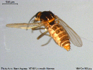  ( - MM-Cer168)  @11 [ ] Creative Commons  Attribution Non-Commercial Share-Alike (2020) NTNU University Museum, Department of Natural History NTNU University Museum, Department of Natural History