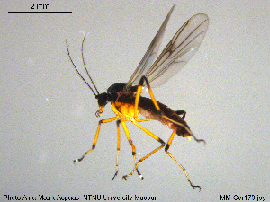  (Clinohelea unimaculata - MM-Cer179)  @11 [ ] Creative Commons  Attribution Non-Commercial Share-Alike (2020) NTNU University Museum, Department of Natural History NTNU University Museum, Department of Natural History