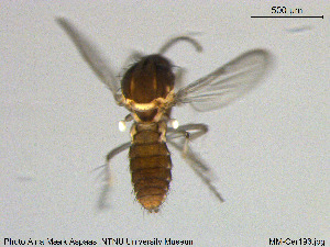  ( - MM-Cer193)  @11 [ ] Creative Commons  Attribution Non-Commercial Share-Alike (2020) NTNU University Museum, Department of Natural History NTNU University Museum, Department of Natural History