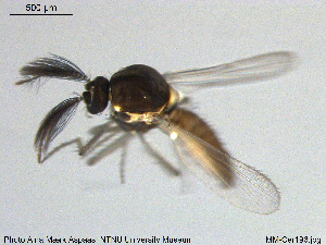  ( - MM-Cer196)  @11 [ ] Creative Commons  Attribution Non-Commercial Share-Alike (2020) NTNU University Museum, Department of Natural History NTNU University Museum, Department of Natural History