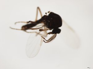  (Atrichopogon pavidus - MM-Cer287)  @11 [ ] by-nc-sa (2020) Unspecified Tromsø University Museum