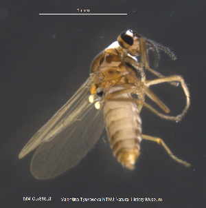  (Atrichopogon maculatus - MM-Cer316)  @11 [ ] Creative Commons  Attribution Non-Commercial Share-Alike (2021) NTNU University Museum, Department of Natural History NTNU University Museum, Department of Natural History