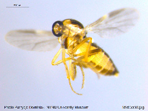  ( - MM-Cer39)  @13 [ ] CreativeCommons - Attribution Non-Commercial Share-Alike (2019) Unspecified NTNU University Museum