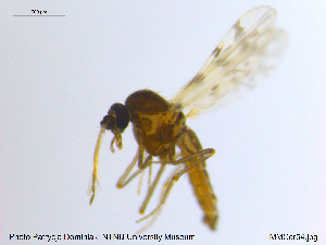  ( - MM-Cer54)  @11 [ ] CreativeCommons - Attribution Non-Commercial Share-Alike (2019) Unspecified NTNU University Museum